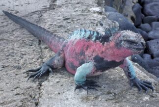 Ocean Video - Marine Reptiles