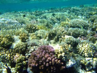 Ocean Videos -Coral