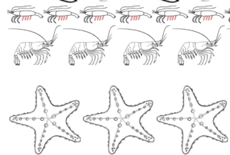 FREE - KS1 - Colouring - Marine Animals