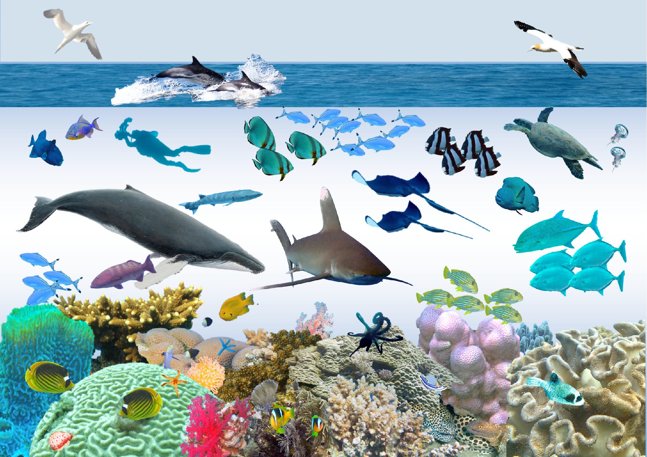 Posters:KS2  'Ocean World'