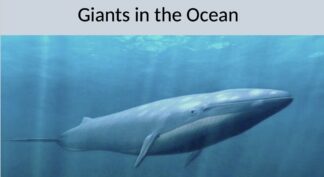 Booklet KS2. 'Giants of the Ocean Facts'