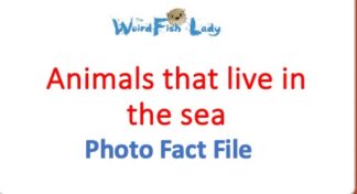 Powerpoint :  KS2 'Animals that live in the Sea'