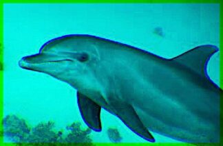 Ocean Videos - Marine Mammals