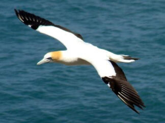 Ocean Video - Sea Birds