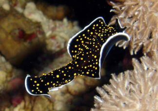 Video - Ocean Animals - Invertebrates
