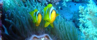 Ocean Videos - Fish