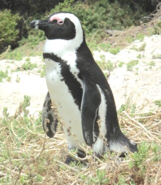Narrated Video - Penguins