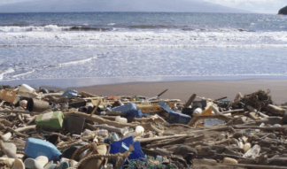 Weird Fish Lady - Ocean Adventures Teachers' Resource Year SIX -(age 10-11 years)