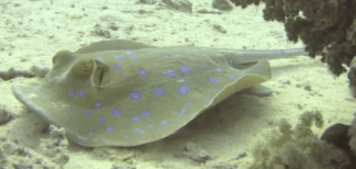 Weird Fish Lady  -  'Ocean Adventures'   -  Teachers' Resource  - Year ONE (Age 5-6)