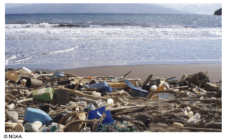 Weird Fish Lady Primary Teachers' Ocean Resource YEAR SIX (Age 10-11)