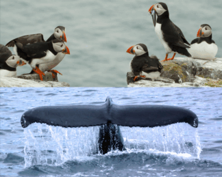 Weird Fish Lady  Primary Teacher's  Ocean Resource - Year FOUR (Ages 8-9)