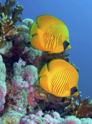 Weird Fish Lady Teachers' Ocean Resource Year ONE (Age 5-6)